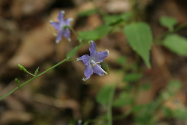 bellflower.jpg