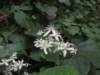 wildclematis_small.jpg