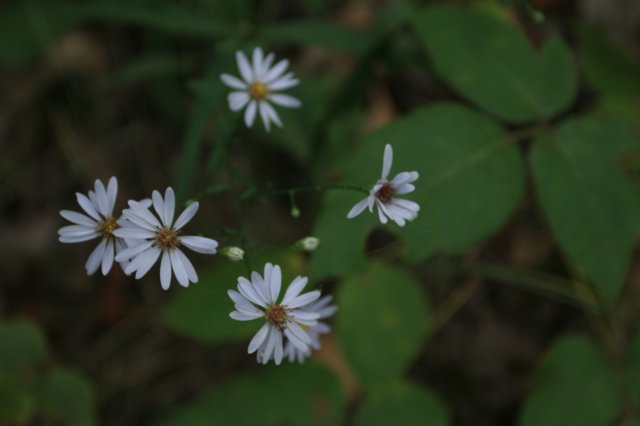 img_2636.jpg