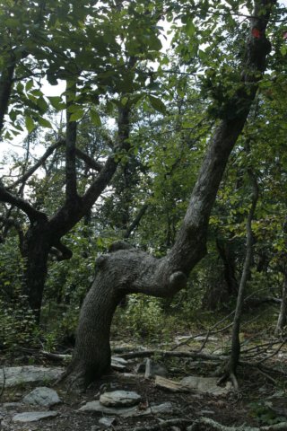 img_2805.jpg