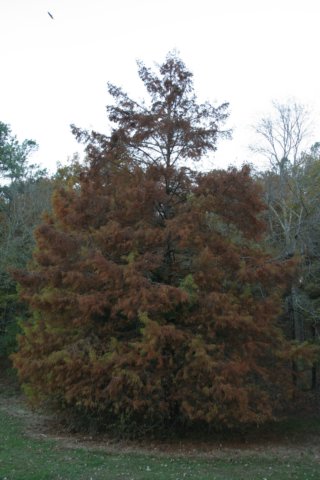 img_4812.jpg