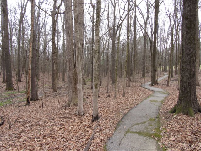 beechsprings.jpg