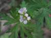 cranesbill_small.jpg