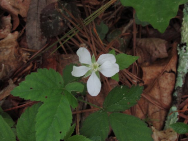 wildblackberries.jpg