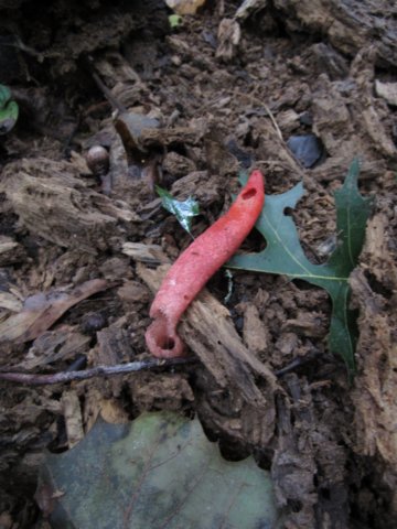 stinkhorn.jpg