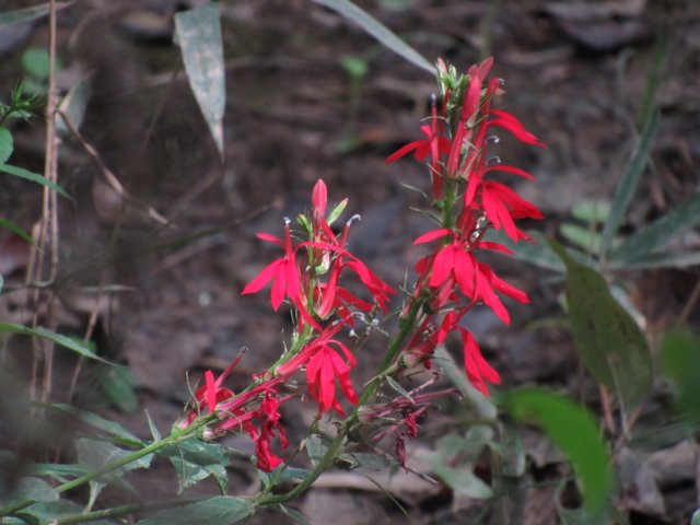 cardinalflower.jpg