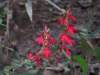 cardinalflower_small.jpg