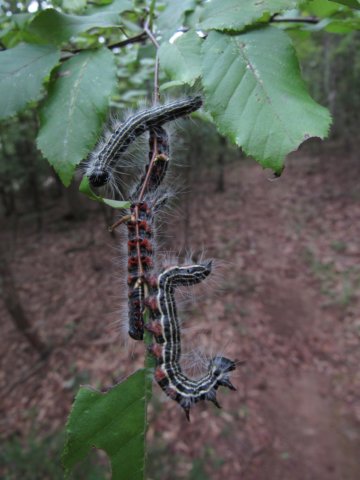 caterpillars.jpg