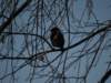 img_5813_small.jpg
