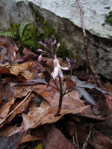 toothwort.jpg