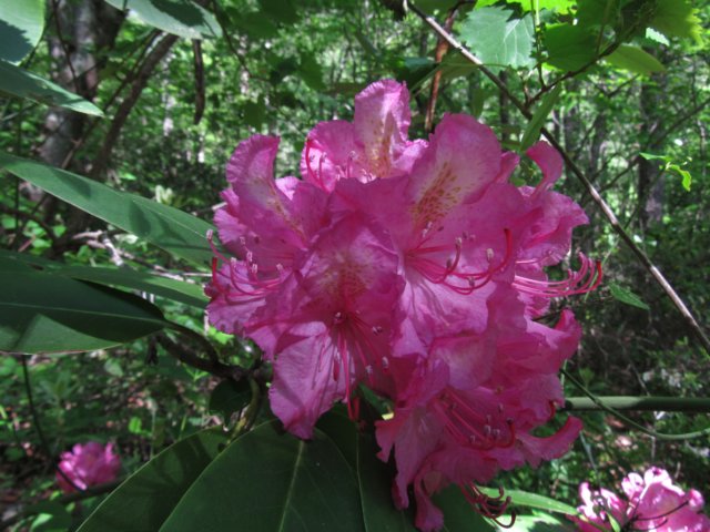 catawbarhododendron.jpg