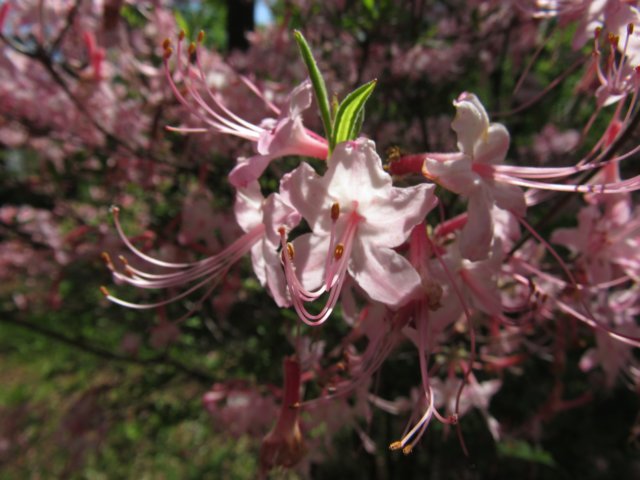 nativeazalea.jpg