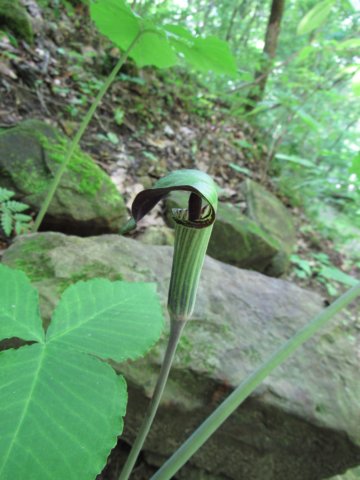 jackinthepulpit.jpg