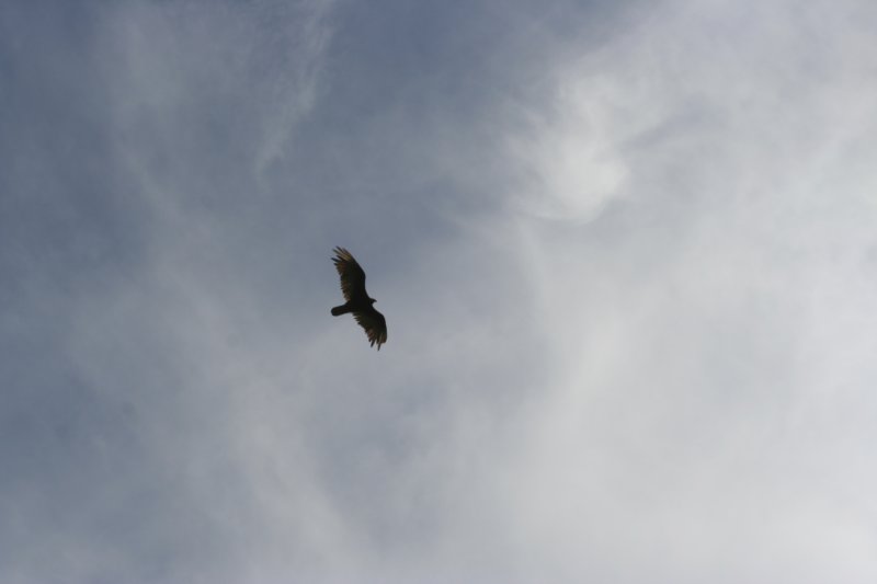 img_4118.jpg