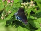 sx520img_1519_small.jpg