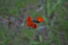 img_4482_small.jpg
