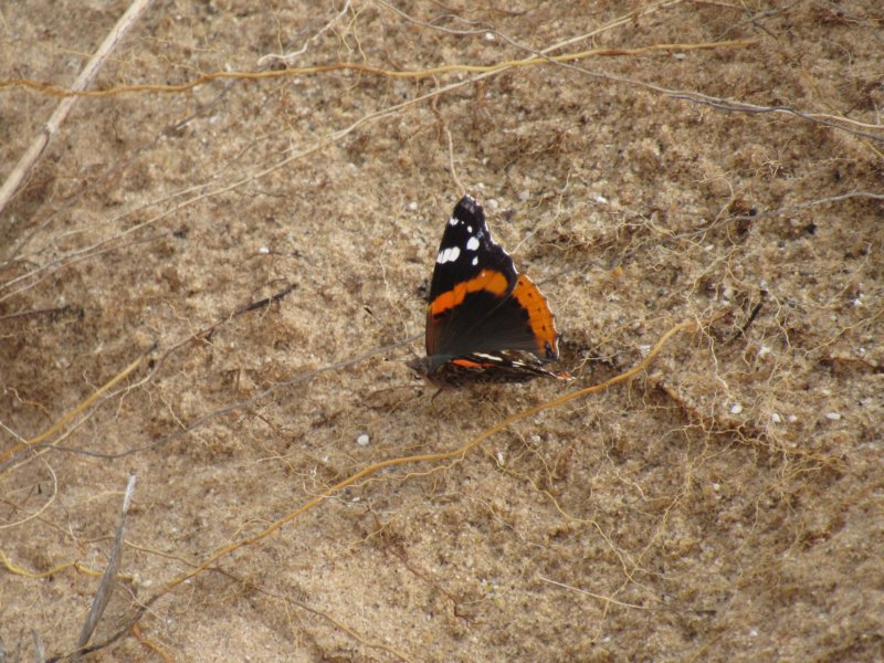 sx520img_1947.jpg