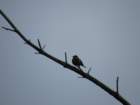 sx520img_1978_small.jpg