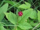 sx520img_1980_small.jpg