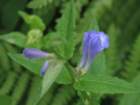 sx520img_1983_small.jpg