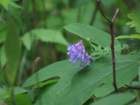 sx520img_1985_small.jpg