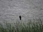 sx520img_1989_small.jpg