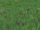 sx520img_1992_small.jpg