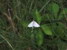 sx520img_1997_small.jpg