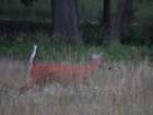 sx520img_2003_small.jpg