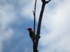 sx520img_2011_small.jpg