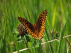 sx520img_2032_small.jpg