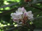 sx520img_2202_small.jpg