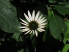 sx520img_2218_small.jpg