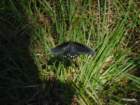 dscf7182_small.jpg