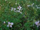 dscf7215_small.jpg