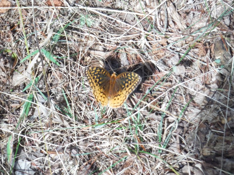 dscf7259.jpg
