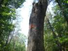 dscf7274_small.jpg