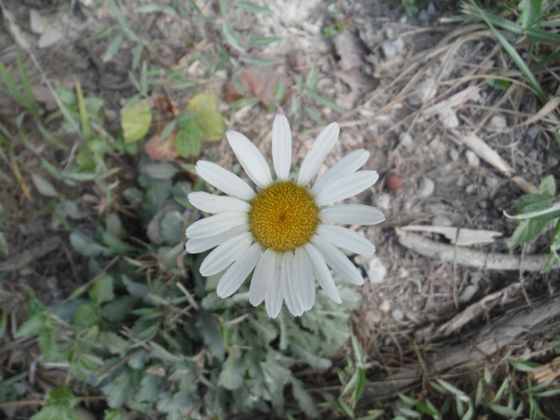 dscf7296.jpg