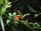 plumleafazalea_small.jpg