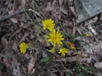 img_2651_small.jpg
