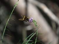 img_2754_small.jpg