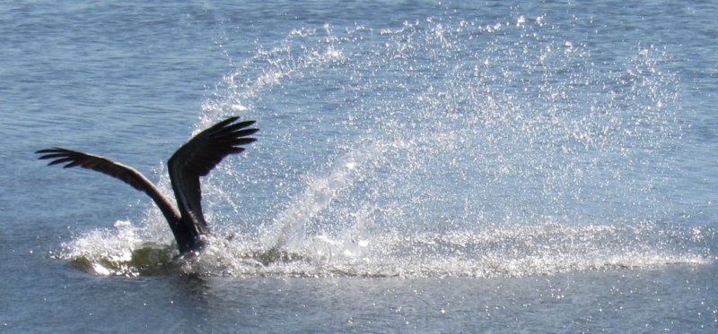 img_2897crop.jpg
