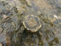 fallsohioimg_5466_small.jpg