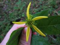 fallsohioimg_5573_small.jpg