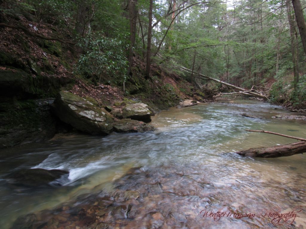 Bankhead National Forest, AL 1/25/20